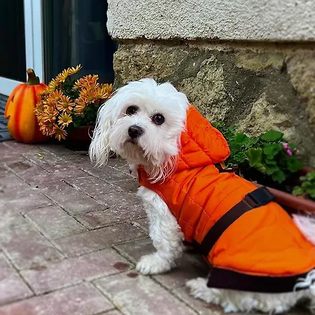 Апартаменты Cseppecske Печ